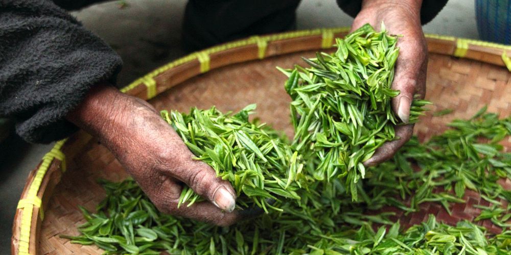 7 Health Benefits of Green Tea You Need to Know