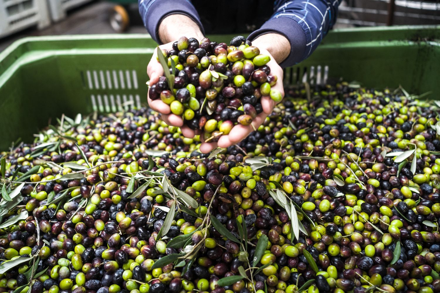 Health Benefits of Olive Oil: Why It's Good for You